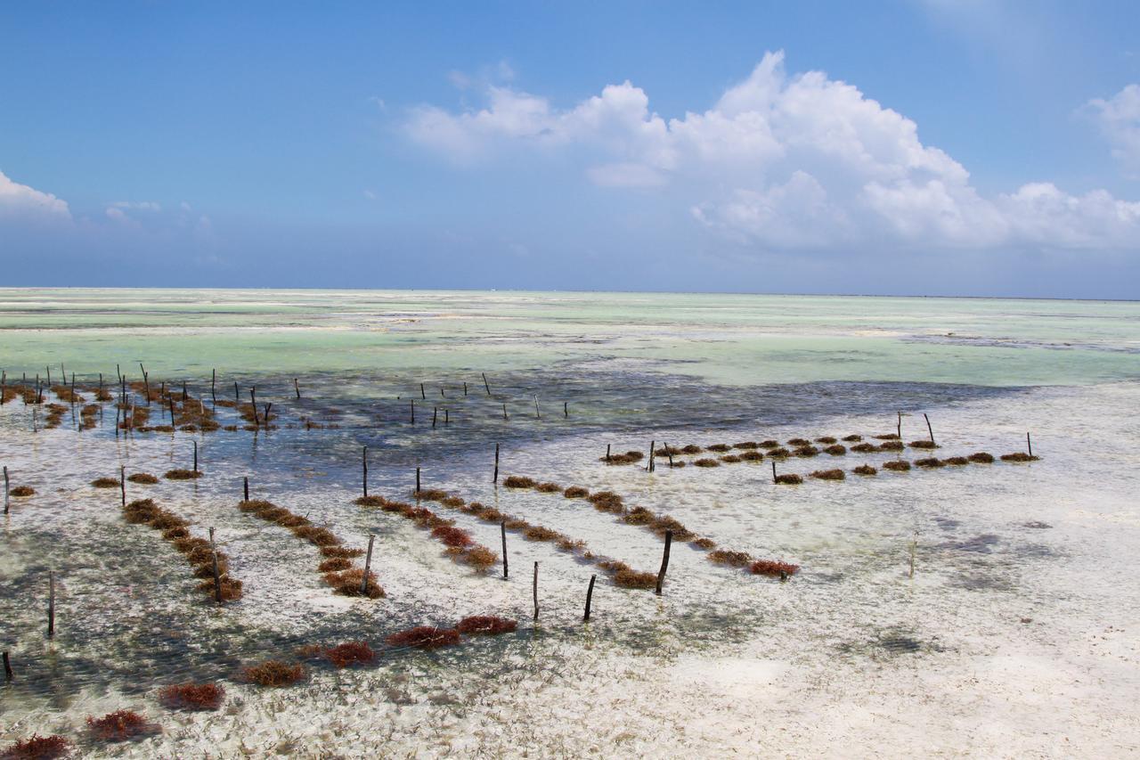 Ujamaa Beach Resort Makunduchi 외부 사진